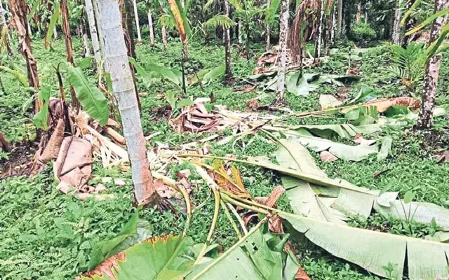 Wild elephant wreaks havoc on farms in Sullia’s Markanja village - News Karnataka