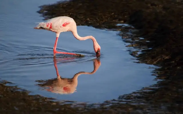 Rare sighting of lesser flamingo delights birdwatchers in Udupi - News Karnataka