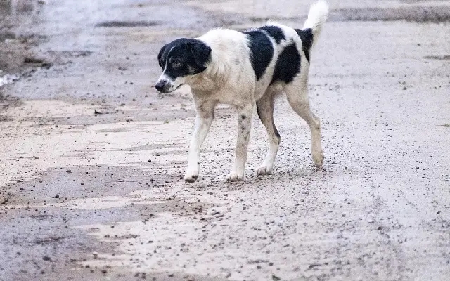 ‘Made Me Famous Across the World’: SC Justice Vikram Nath on Stray Dog Order - News Karnataka