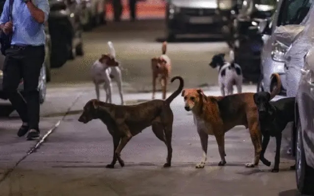 supreme court’s stray dog shelter order triggers feasibility concerns in delhi-ncr - News Karnataka