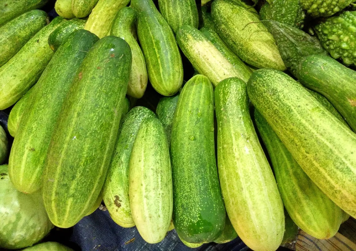 Efforts on to revive endangered coastal cucumber variety ‘kempu tirulina mullu saute’ - News Karnataka