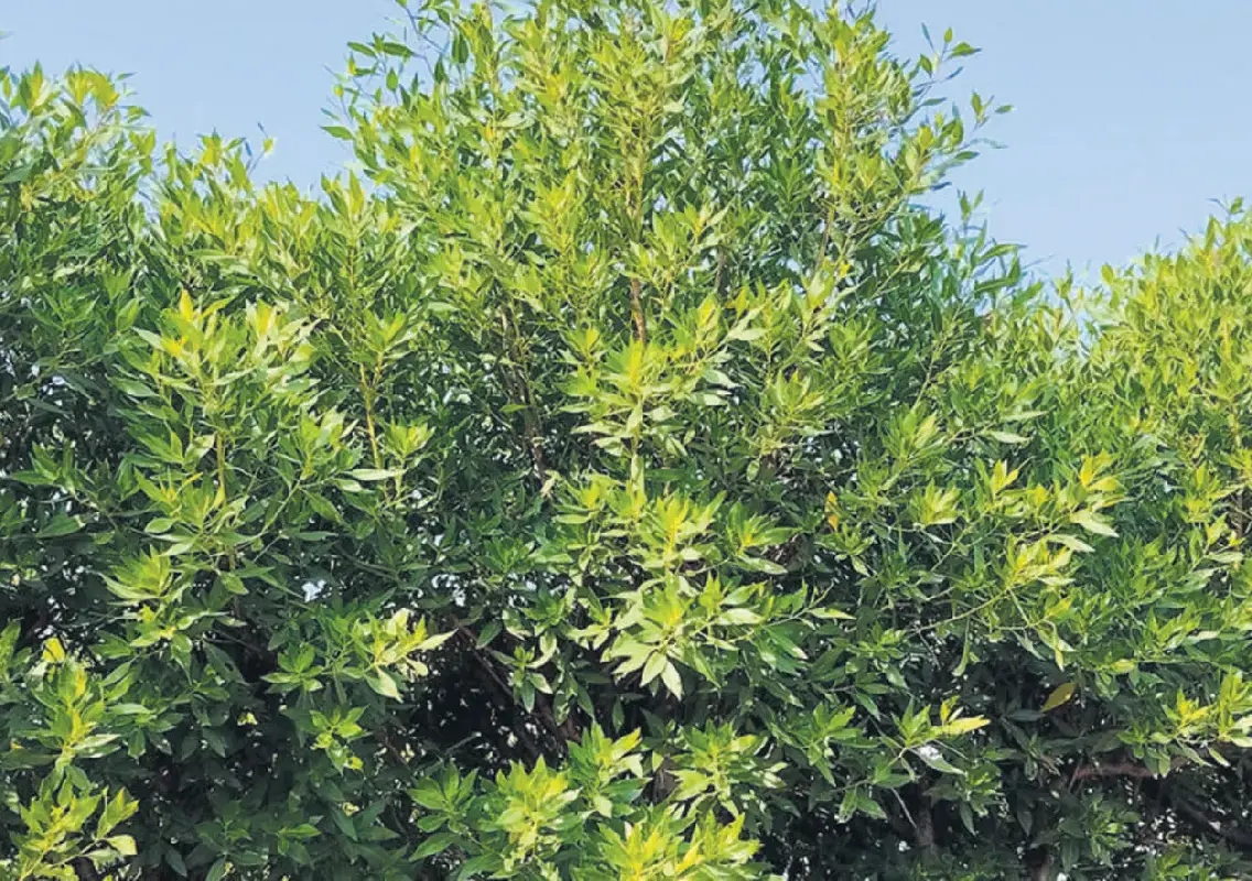 Bengaluru’s Conocarpus saplings face removal over ecological concerns - News Karnataka