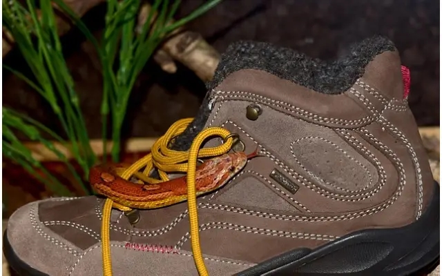 Bengaluru software engineer dies after snake bite from footwear - News Karnataka
