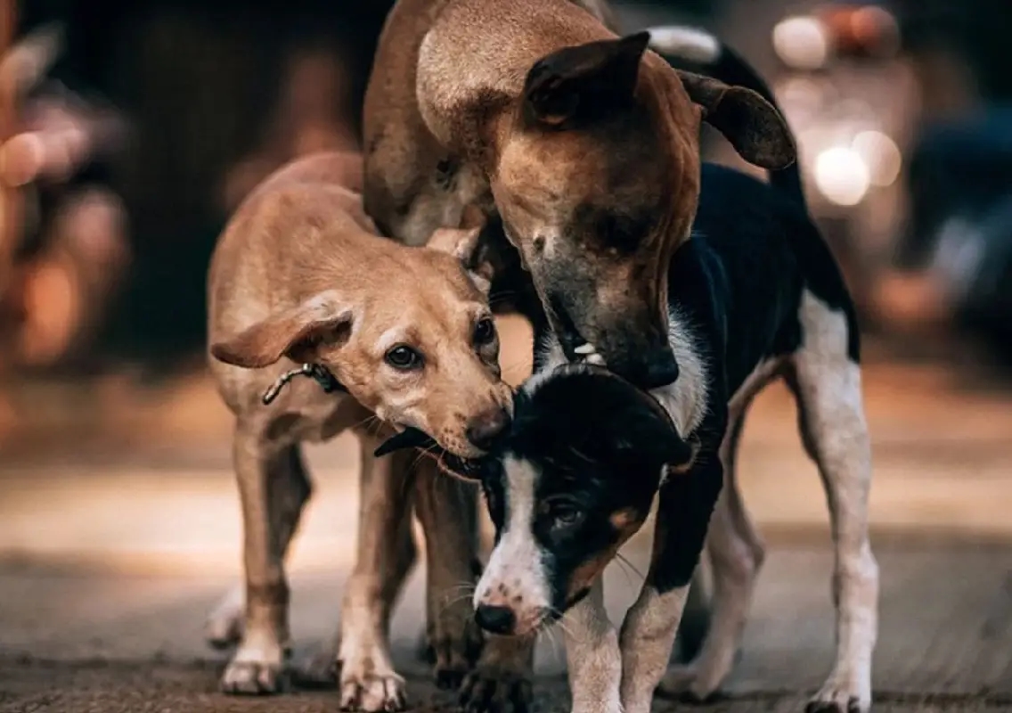 Bengaluru’s stray dog feeding plan stalls after civic body transition - News Karnataka
