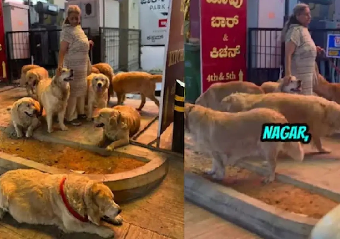 Bengaluru woman walking with 28 golden retrievers wins hearts online - News Karnataka