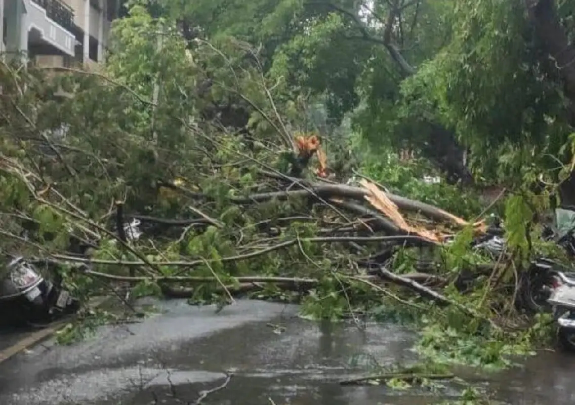 Heavy rain batters Bengaluru south and west, 41 tree falls reported - News Karnataka