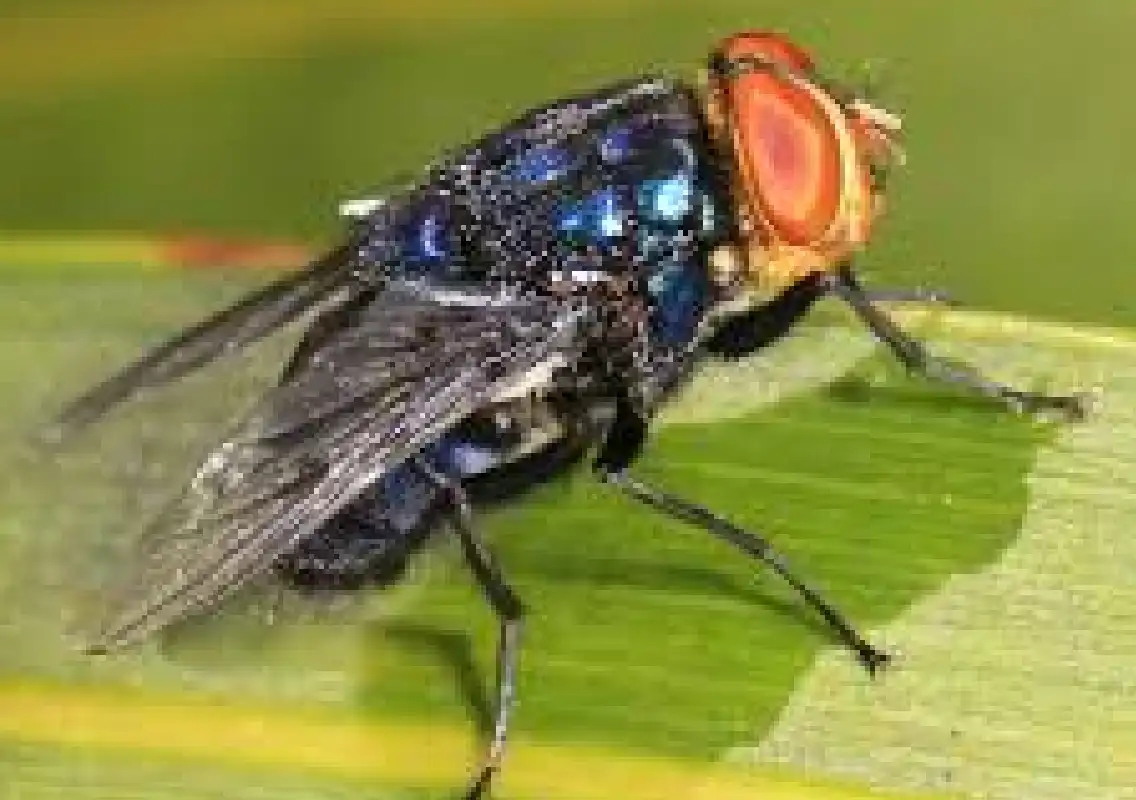 Mexico confirms screwworm parasite near US border - News Karnataka