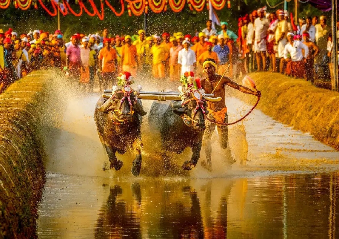 Karnataka govt to grant state sport status to Kambala buffalo race - News Karnataka