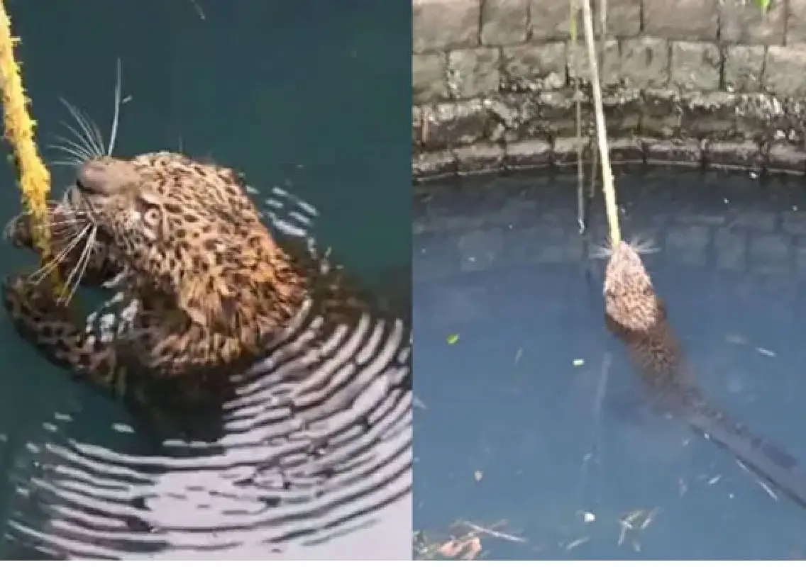 Leopard Cub Rescued from Well in Manipura Village, Released into Someshwar Sanctuary - News Karnataka