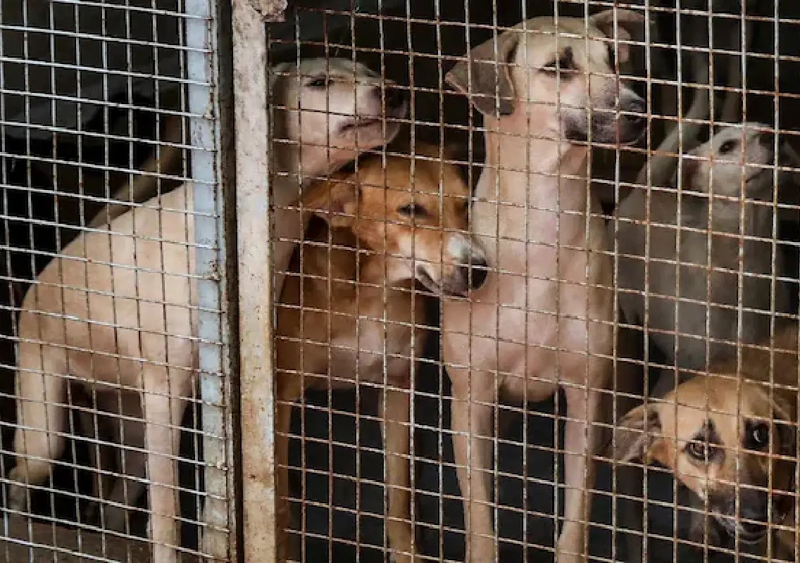 UP Govt introduces new rule for dog bites: ‘life imprisonment’ in shelters - News Karnataka