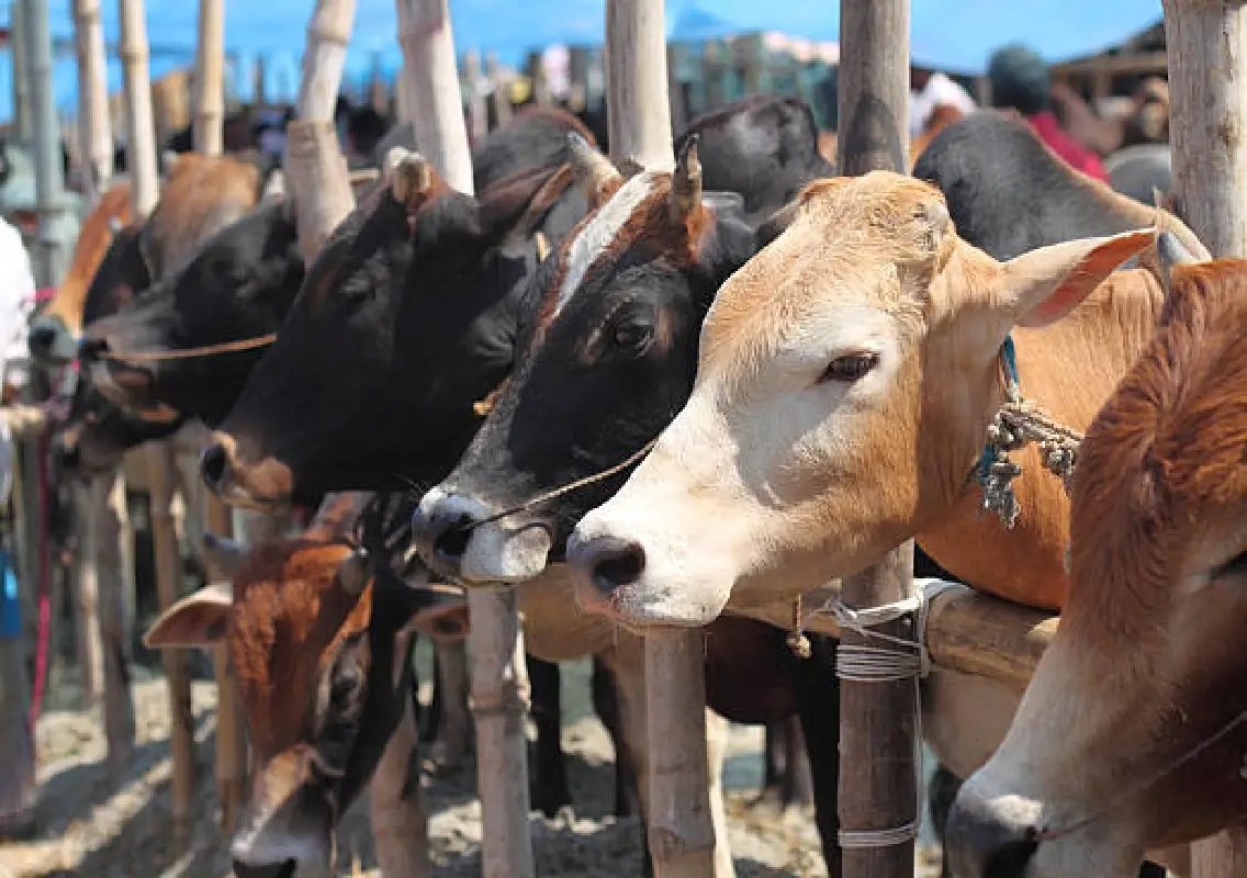 Three arrested in Bantwal for cattle theft, case registered under BNS and state Act - News Karnataka