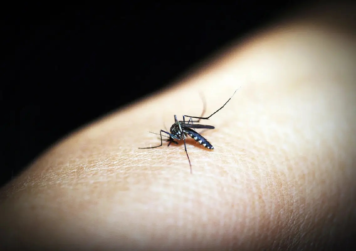 India Reports Nearly 50,000 Dengue Cases Till August, 42 Deaths Recorded - News Karnataka