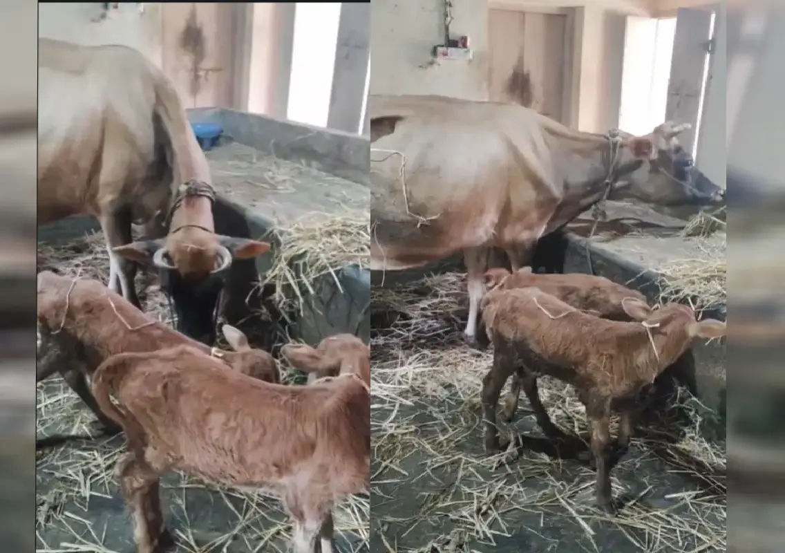Rare event in Kunjarugiri: Cow gives birth to twin calves - News Karnataka
