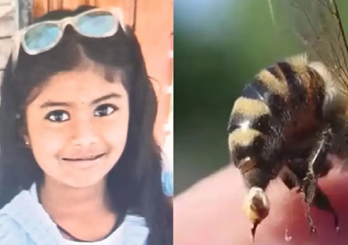 Second-grade girl dies after honeybee attack in Karnataka - News Karnataka