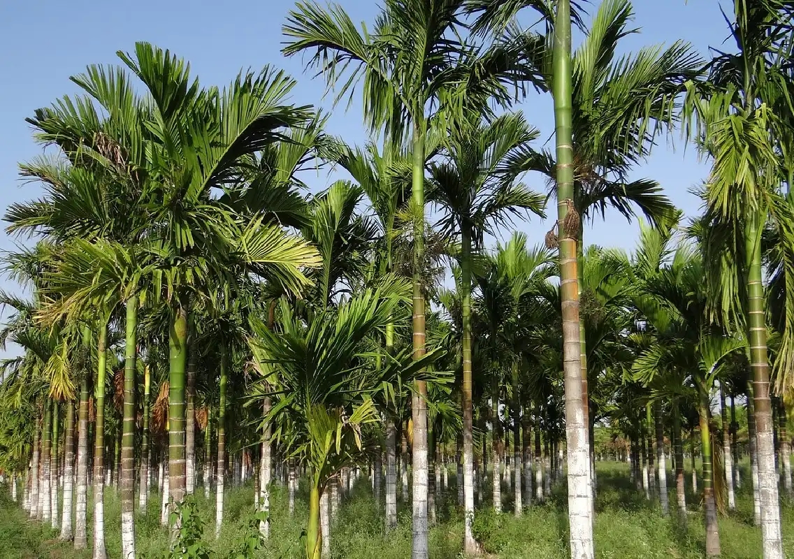 Mangaluru Market: Areca and Coconut Prices as of October 9, 2025 - News Karnataka