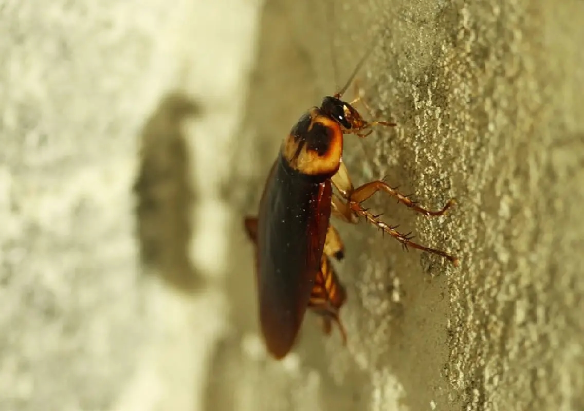 Attempt to kill cockroach with flamethrower triggers fatal fire in South Korea - News Karnataka