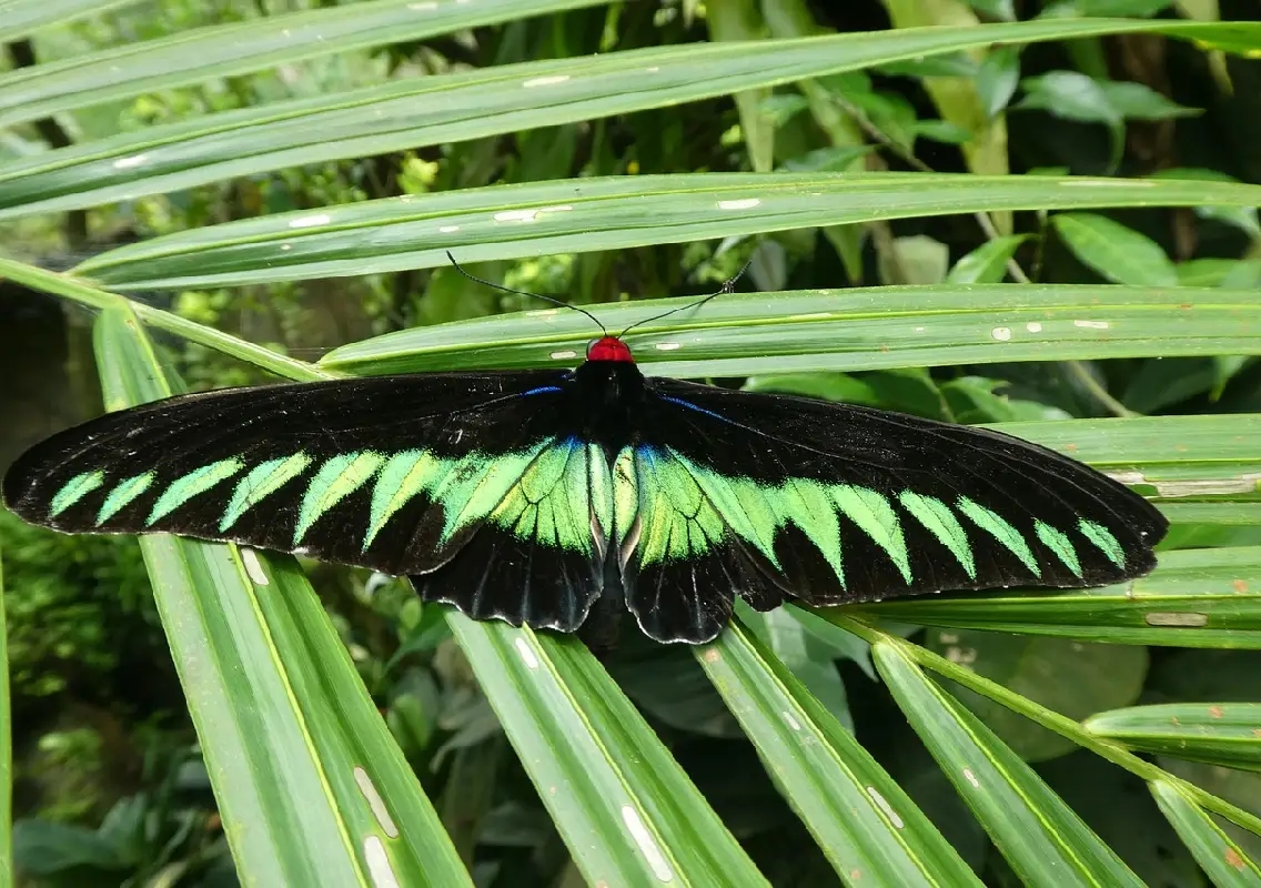 Brahmavar butterfly park blooms with 98 species in a year - News Karnataka
