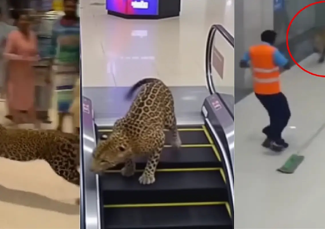 Fact Check: Viral ‘Leopard in Mumbai Mall’ Video Is AI-Generated - News Karnataka