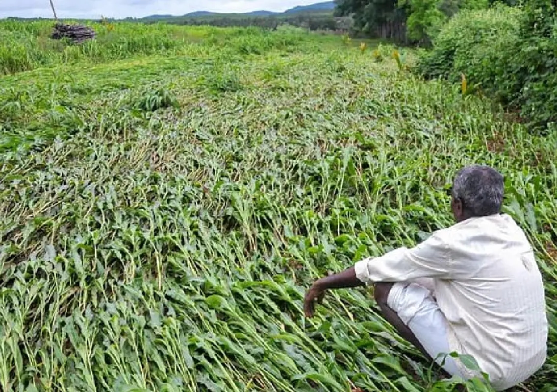 Karnataka floods damage crops across 10 lakh hectares, thousands shifted - News Karnataka