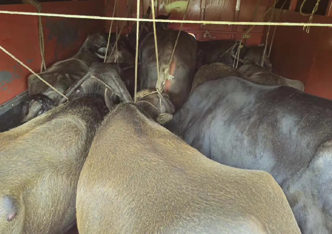 Charge memo to be issued against Puttur Rural inspector in cattle transport case - News Karnataka
