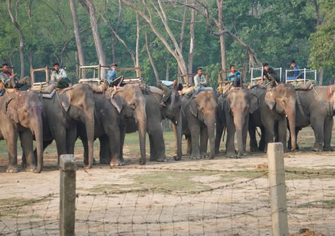 Karnataka forms 48-member elephant task force in Dakshina Kannada - News Karnataka