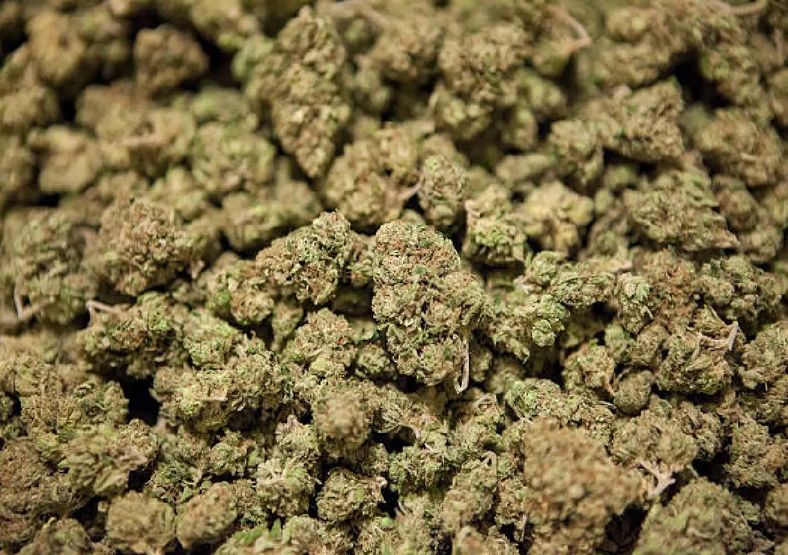 Hydroponic weed worth Rs 20 crore seized at Mumbai airport, 3 arrested - News Karnataka
