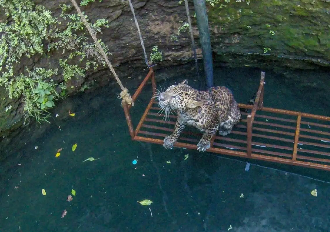 Leopard Falls into Well in Kollam; Forest Department Conducts Rescue Operation - News Karnataka