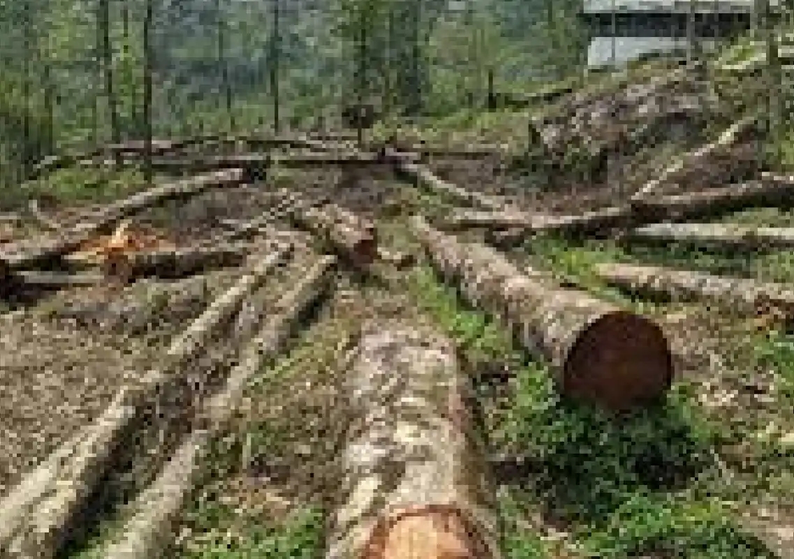 CRPF proposes felling of 380 trees for road inside Bengaluru campus - News Karnataka
