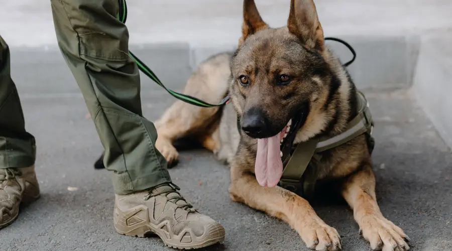 Rana, the Belgian Malinois, joins Mangaluru police’s anti-drug drive - News Karnataka