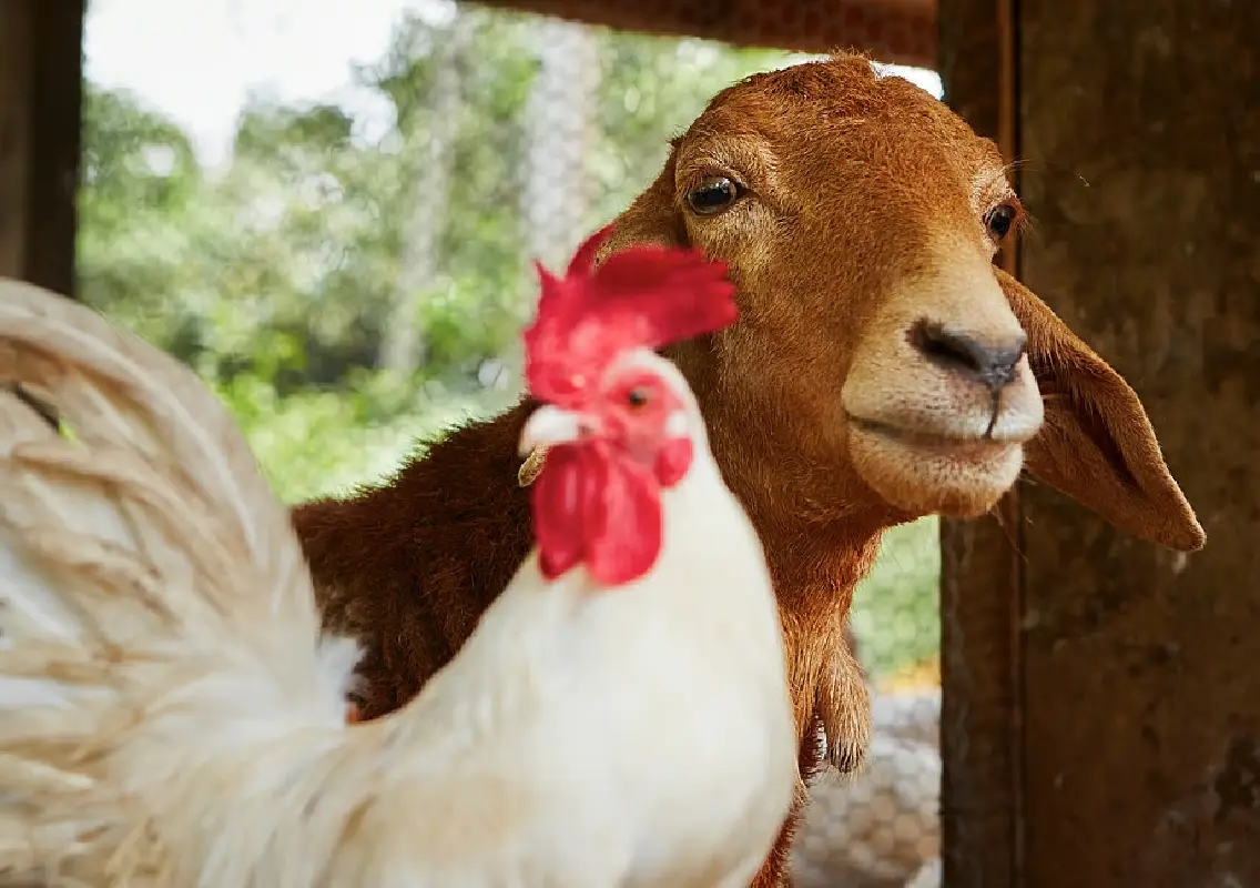 Bengaluru bans animal slaughter and meat sale on Nov 25 - News Karnataka