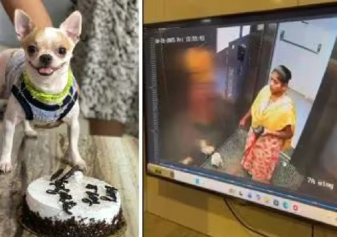 Bengaluru housemaid arrested for killing pet dog inside apartment lift - News Karnataka