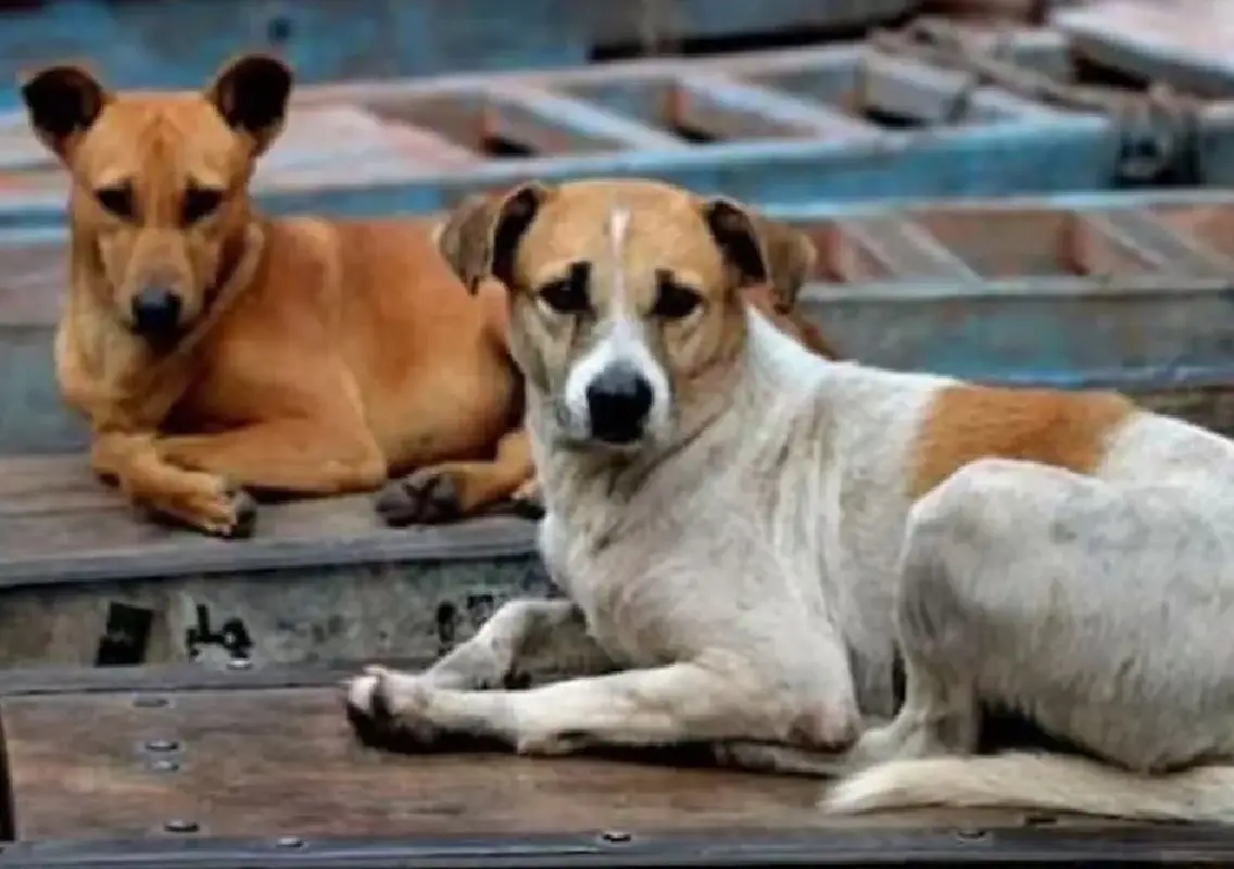 Bengaluru intensifies stray dog sterilisation and vaccination drive - News Karnataka