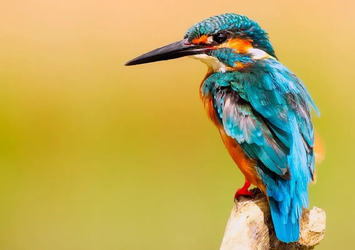 Bengaluru’s vanishing birdlife reflects city’s deepening ecological crisis - News Karnataka