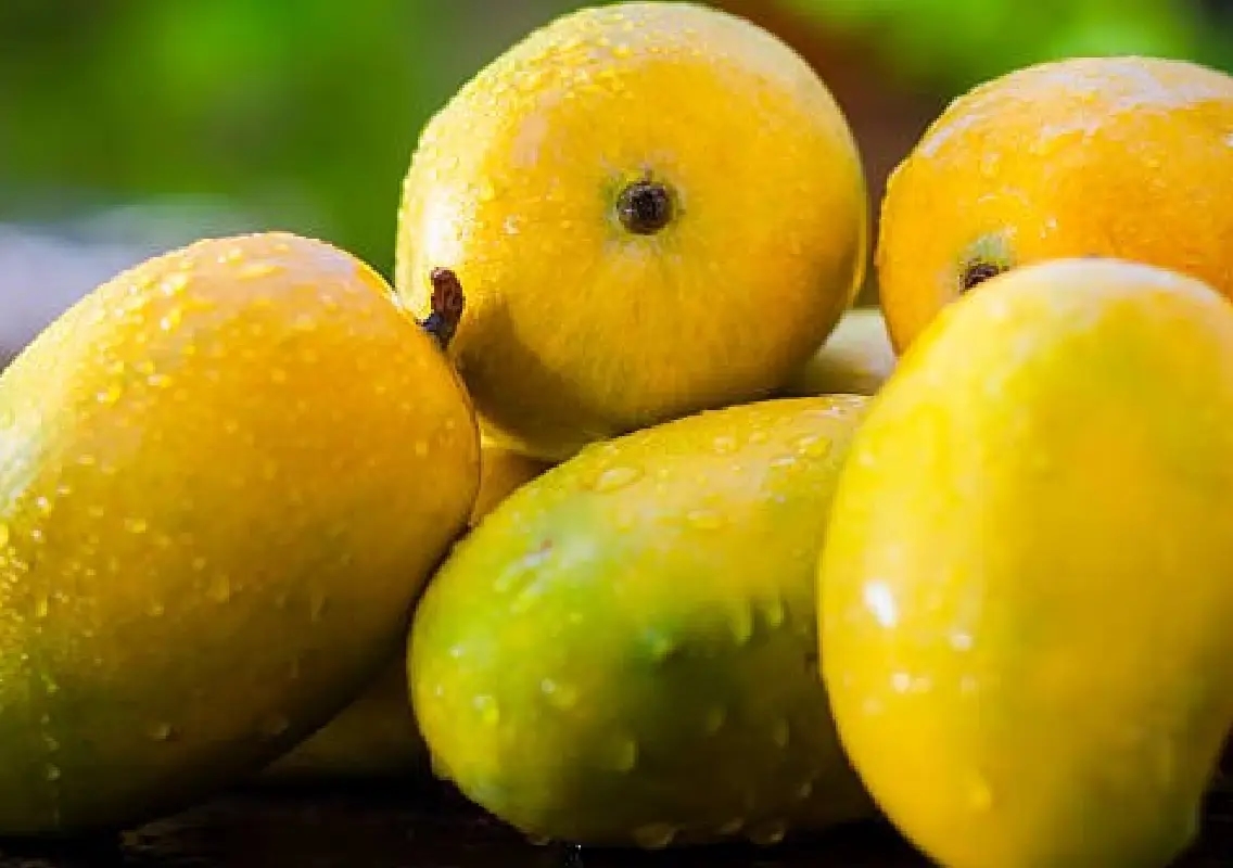 ITAT Bangalore quashes Rs 1.2 crore tax addition in mango farmer’s case - News Karnataka