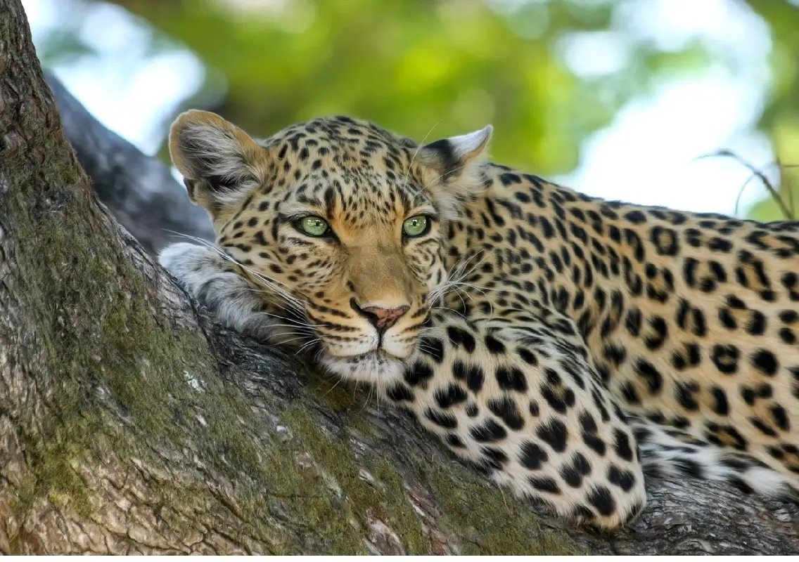 Leopard attack inside Bannerghatta safari bus injures woman; non-AC tours suspended - News Karnataka