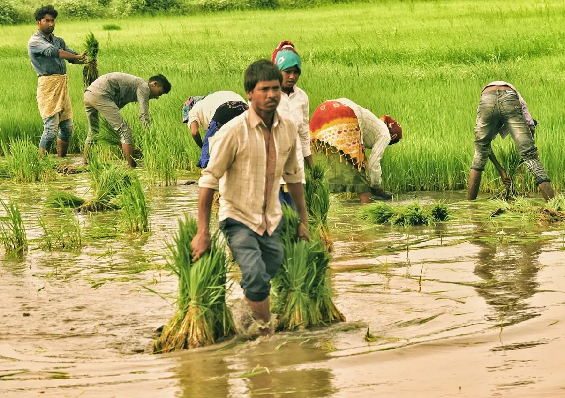 Rice prices surge as Karnataka halts water release to Tungabhadra command area - News Karnataka