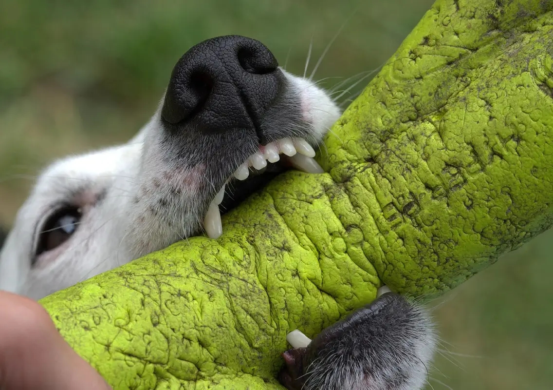 Six-year-old boy attacked by stray dogs in Bajpe, suffers serious injuries - News Karnataka