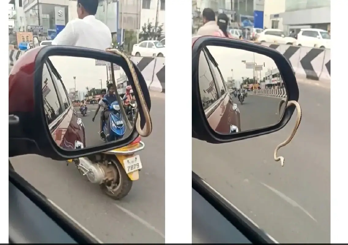 Snake found in car’s mirror on Namakkal–Salem Road - News Karnataka
