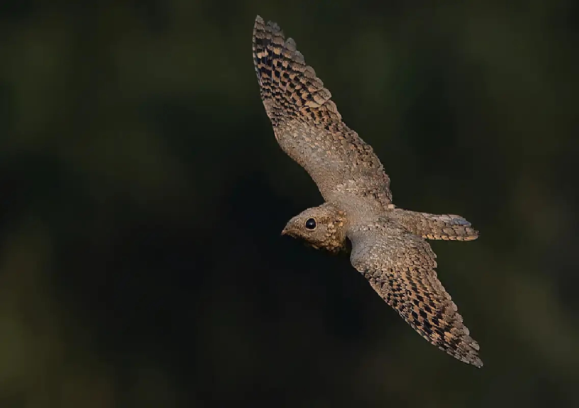 Sykes’s nightjar recorded in Mangaluru for the first time - News Karnataka