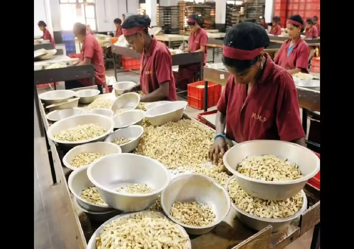 Mangaluru hosts Kaju Centennial Summit 2025 celebrating 100 years of cashew industry - News Karnataka