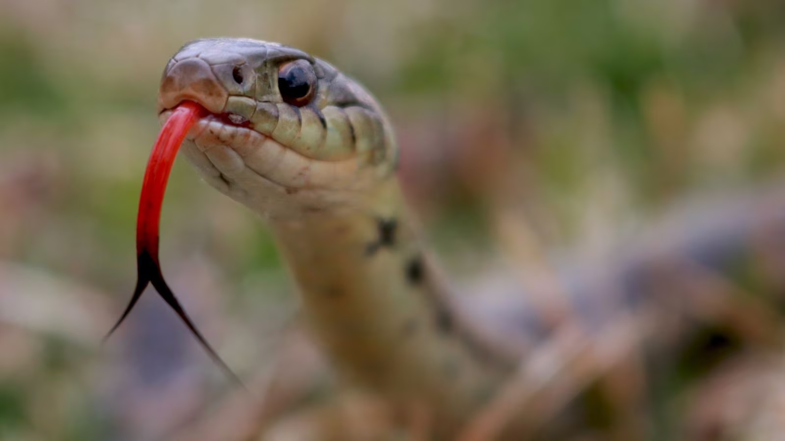 Snakebite death toll rises in Kerala, man dies in hospital - News Karnataka