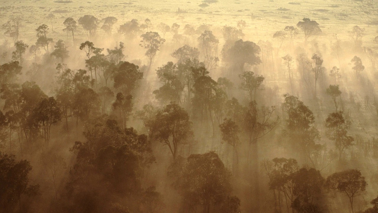 Africa’s rainforests are now emitting carbon instead of absorbing it, study warns - News Karnataka