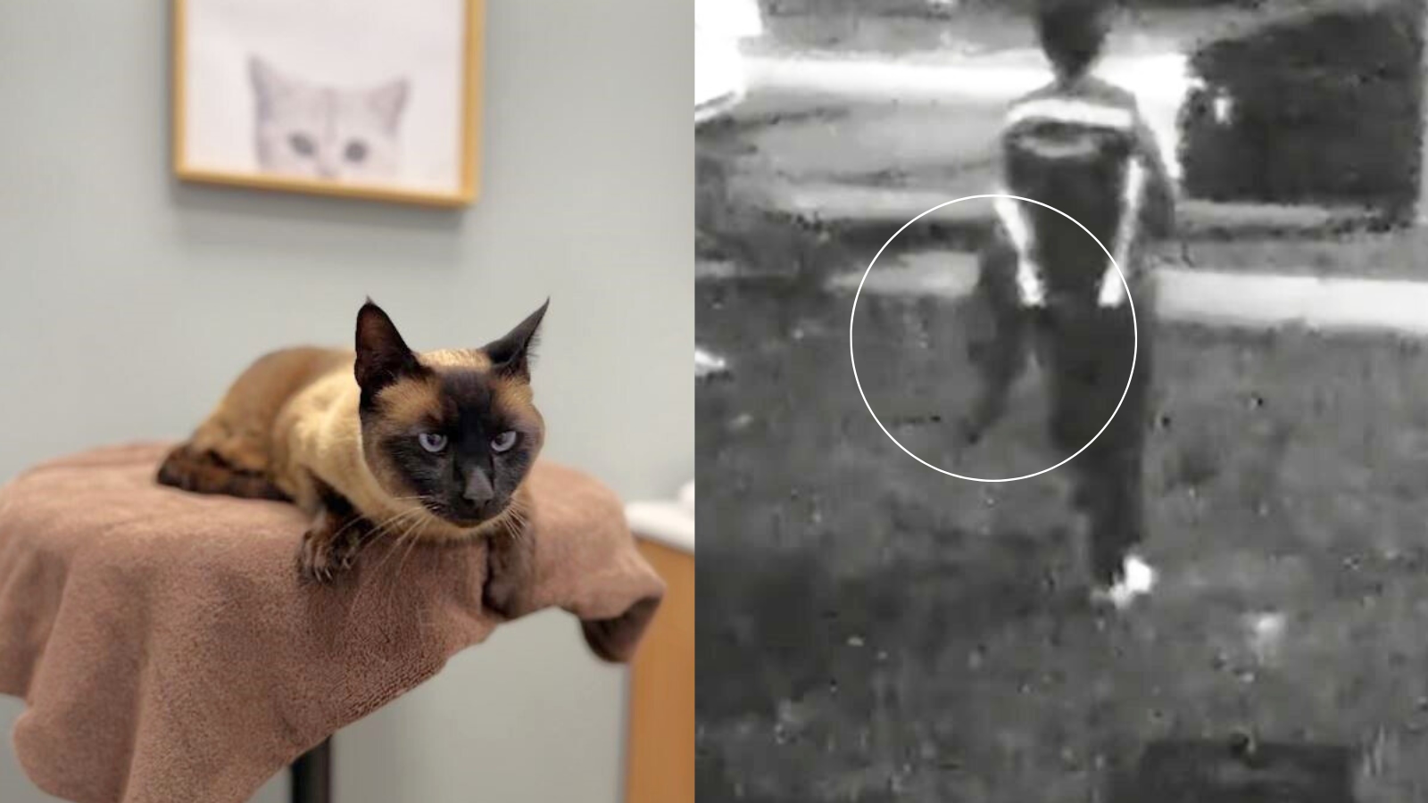 Amazon bans delivery worker after pet cat stolen in California - News Karnataka