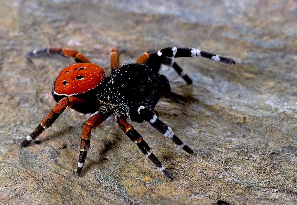 Belvai Spider Workshop puts Western Ghats arachnids in focus - News Karnataka