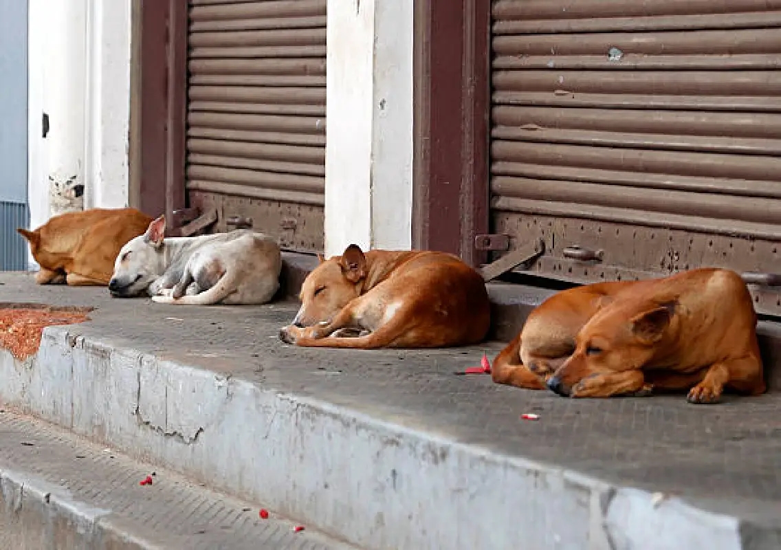 Bengaluru civic body urges citizens to adopt stray dogs - News Karnataka