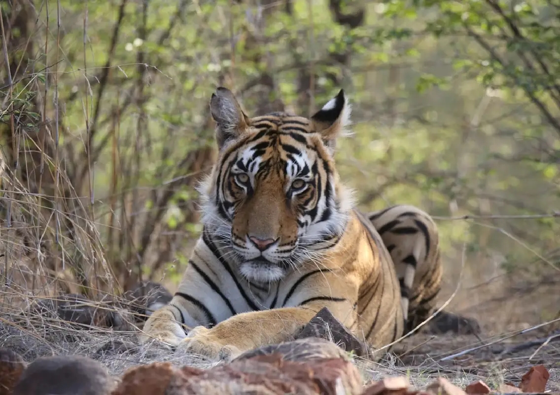 Bengaluru youths booked for illegal SUV entry into BRT Tiger Reserve - News Karnataka