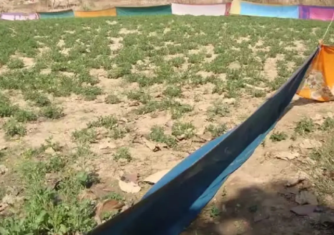 Bidar farmers use sari fencing to protect crops from wild animals - News Karnataka