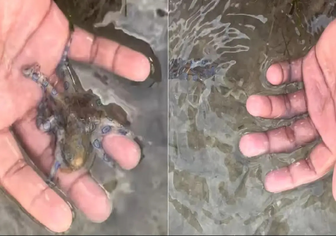 British tourist survives close encounter with deadly octopus in Philippines - News Karnataka