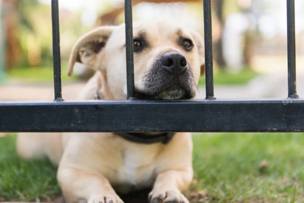 Calangute police rescue stolen pet dog, reunite it with owner - News Karnataka