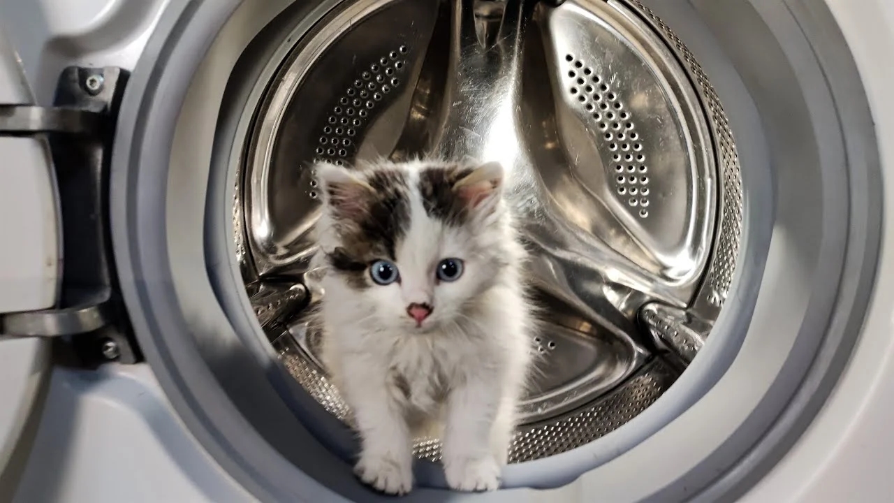 Cat survives terrifying spin inside washing machine in China - News Karnataka